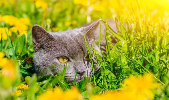 A gray cat is sitting in dandelions. Cat in the flowers. A beautiful photo on the cover of a notebook, album, puzzle. Bright photo of a cat. cat of the British breed. Yellow flowers . Pet for a walk. Fear of going out to the pet