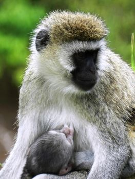 Closeup of a female of vervet monkey feeding her cub, Kenya