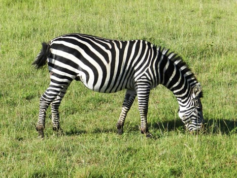 Closeup of a zebra grazing in the African savannah, Kenya