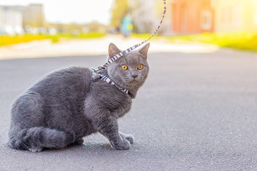 Walk the cat on the harness. Pet for a walk. Pet is afraid of the street. An article about walking cats. An article about the fear of street pets. British breed cat. The cat is sitting on the pavement. Walking the animal during the coronavirus. Walk in the fresh air