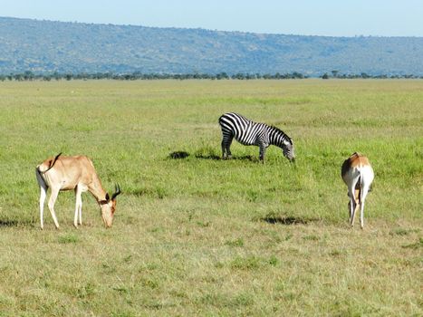 a zebra and two antelopes grazing in the African savannah, Kenya