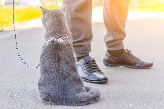 Walk the cat on the harness. Pet for a walk. Pet is afraid of the street. An article about walking cats. An article about the fear of street pets. British breed cat. The cat is sitting on the pavement. Walking the animal during the coronavirus. Walk in the fresh air