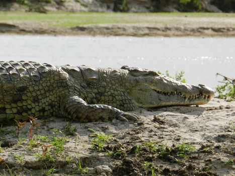 A huge crocodile on the river banks, Tanzania