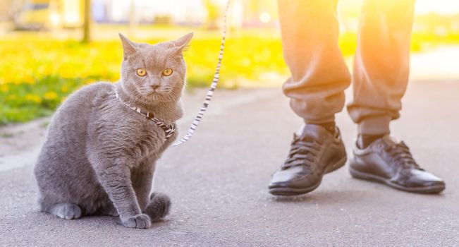 Walk the cat on the harness. Pet for a walk. Pet is afraid of the street. An article about walking cats. An article about the fear of street pets. British breed cat. The cat is sitting on the pavement. Walking the animal during the coronavirus. Walk in the fresh air