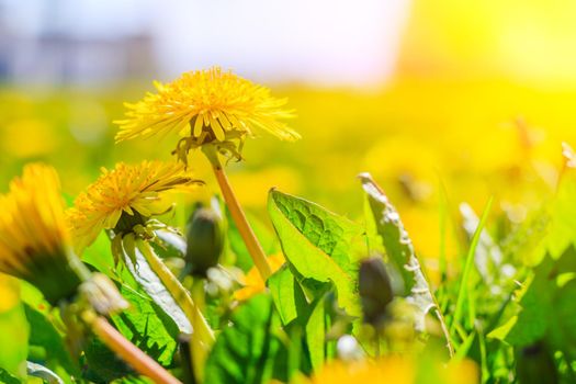 A field of dandelions. An article about summer flowers. Beautiful yellow flowers background with light. Bright summer sunny flowers. Dandelions