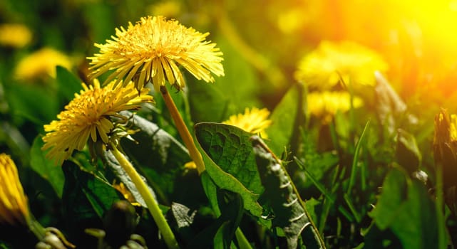 A field of dandelions. An article about summer flowers. Beautiful yellow flowers background with light. Bright summer sunny flowers. Dandelions