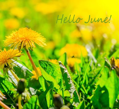 Hello june flowers. Banner hello june. New season. Summer. Dandelions. Yellow summer flowers. Dandelions flowers with place for text. Summer postcard. Bright yellow flowers and green grass.