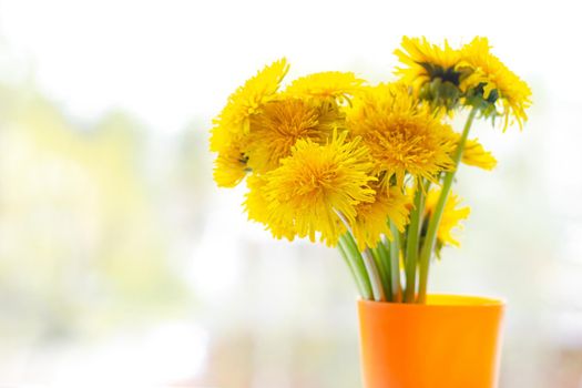 Bouquet of yellow dandelions in a vase on the window. Bright yellow flowers. Room decoration. Flowers on the windowsill. Dandelions