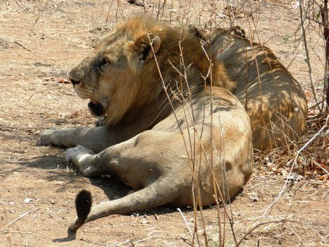 Closeup of a beautiful adult lion in the African savannah, Tanzania