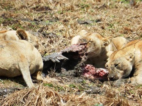 Close up of a group of lionesses eating a prey in the African savannah, Tanzania