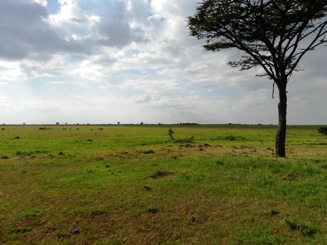 View of the beautiful African savannah early in the day, Kenya