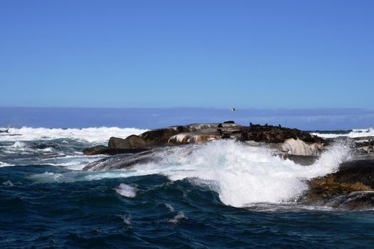 Group of sea lions on the rocks of Duiker Island, South Africa