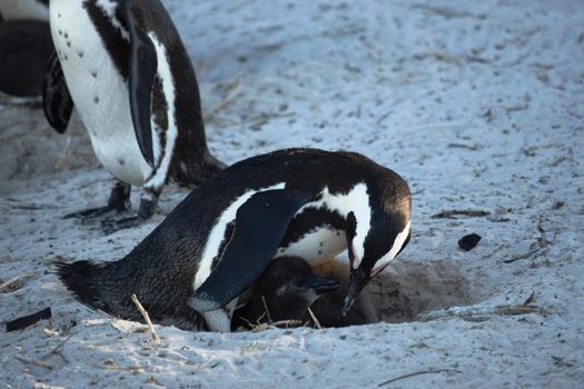 Adorable African penguins on Boulders beach, Cape Town, South Africa