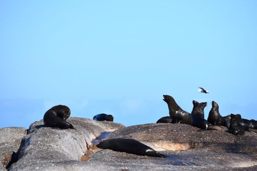 Group of sea lions on the rocks of Duiker Island, South Africa