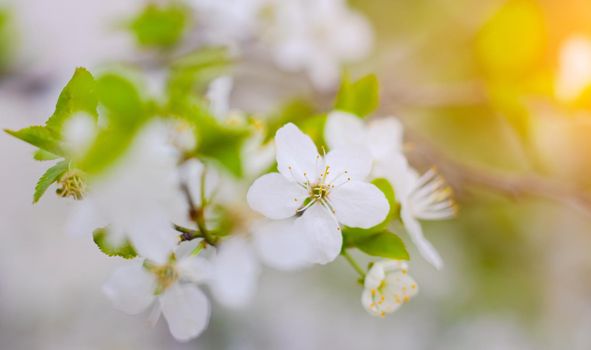 Beautiful branch of a blossoming cherry. Floral background. Spring flowers. Pistils and stamens. An article about flowering garden trees.