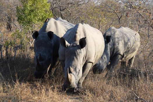 Group of white rhinos in Kruger National Park, South Africa