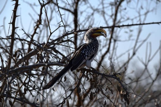 Closeup of a beautiful yellow billed hornbill resting on an acacia branch, Kruger National Park, South Africa