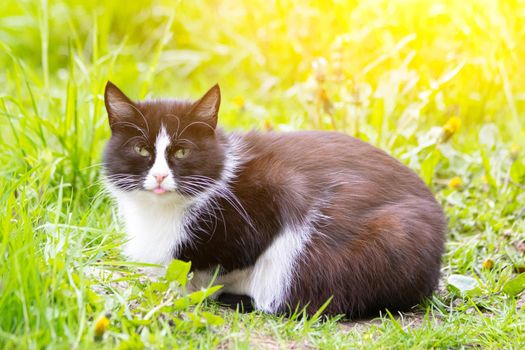 A colored cat is lying on the grass. Cat in the grass. A street cat. Beautiful cat. The stuck out its tongue.