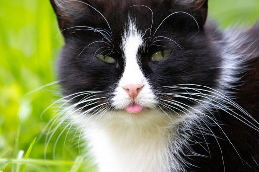 A colored cat is lying on the grass. Cat in the grass. A street cat. Beautiful cat. The stuck out its tongue.
