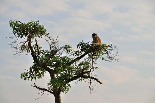 Patas monkey, Erythrocebus pata, looking around in Murchison Falls National Park, Uganda.