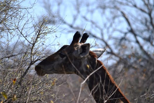 Closeup of a giraffe eating acacia leaves in Kruger National Park, South Africa