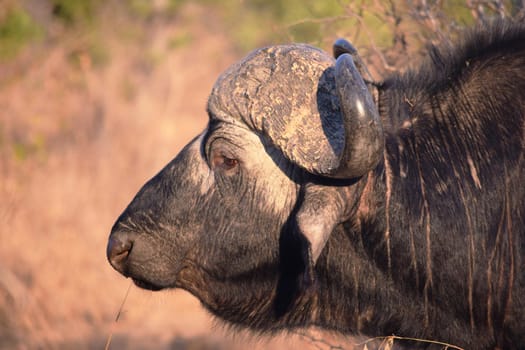 Closeup of a huge African buffalo in Kruger National Park, South Africa