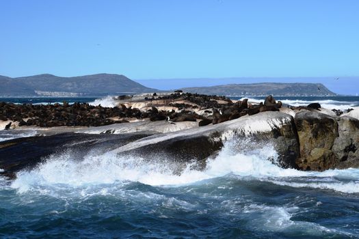 Group of sea lions on the rocks of Duiker Island, South Africa