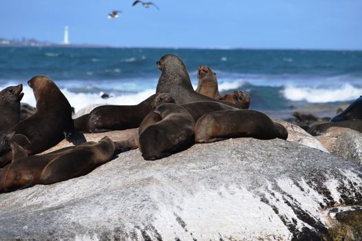 Group of sea lions on the rocks of Duiker Island, South Africa