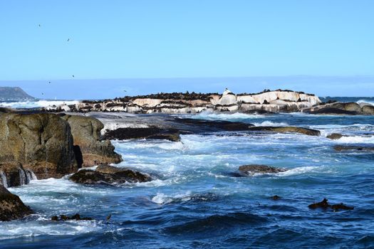 Group of sea lions on the rocks of Duiker Island, South Africa