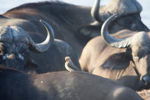 Closeup of a small group of African buffalos in Kruger National Park, South Africa