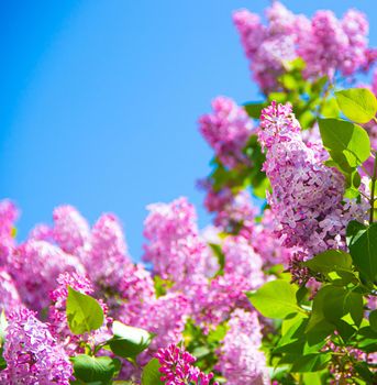 Lilac branches on a background of blue sky. Flowering bush. Blue sky. pink lilac. Summer. Copy spase.