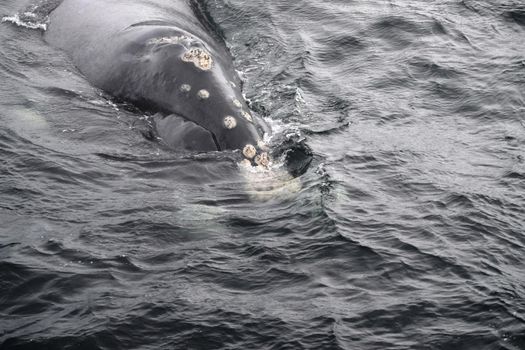 Closeup of a giant southern whale emerging from the cold ocean waters, Hermanus, South Africa