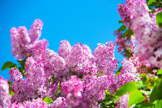 Lilac branches on a background of blue sky. Flowering bush. Blue sky. pink lilac. Summer. Copy spase.