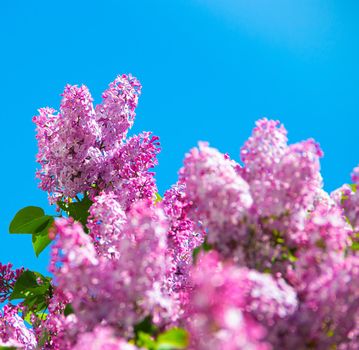 Lilac branches on a background of blue sky. Flowering bush. Blue sky. pink lilac. Summer. Copy spase.