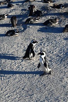 Adorable African penguins on Boulders beach, Cape Town, South Africa