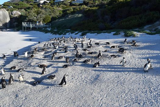 Adorable African penguins on Boulders beach, Cape Town, South Africa