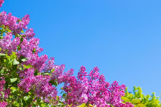 Lilac branches on a background of blue sky. Flowering bush. Blue sky. pink lilac. Summer. Copy spase.