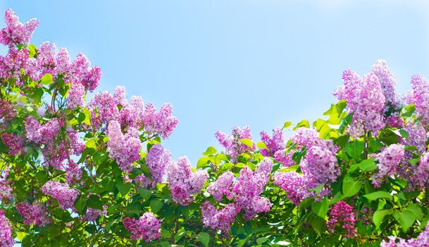 Lilac branches on a background of blue sky. Flowering bush. Blue sky. pink lilac. Summer. Copy spase.