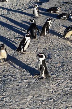 Adorable African penguins on Boulders beach, Cape Town, South Africa