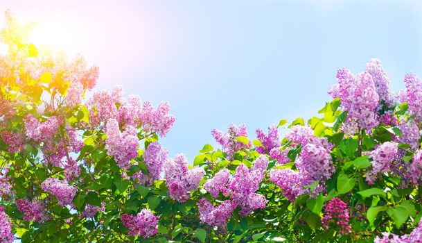 Lilac branches on a background of blue sky. Flowering bush. Blue sky. pink lilac. Summer. Copy spase.