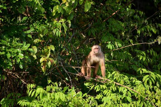 White fronted capuchin in the jungle on the banks of the Rio Ariau, Amazon, Brazil.