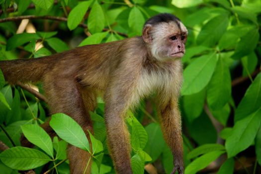 White fronted capuchin in the jungle on the banks of the Rio Ariau, Amazon, Brazil.