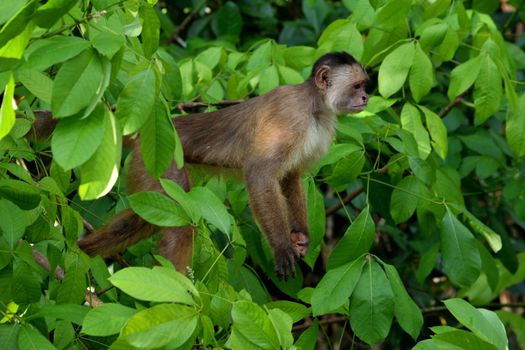 White fronted capuchin in the jungle on the banks of the Rio Ariau, Amazon, Brazil.