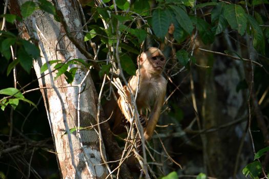 White fronted capuchin in the jungle on the banks of the Rio Ariau, Amazon, Brazil.