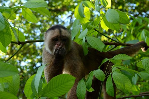 White fronted capuchin in the jungle on the banks of the Rio Ariau, Amazon, Brazil.