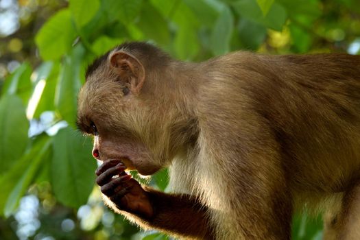 White fronted capuchin in the jungle on the banks of the Rio Ariau, Amazon, Brazil.