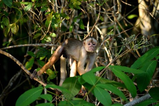 White fronted capuchin in the jungle on the banks of the Rio Ariau, Amazon, Brazil.