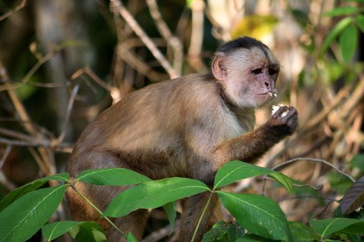 White fronted capuchin in the jungle on the banks of the Rio Ariau, Amazon, Brazil.