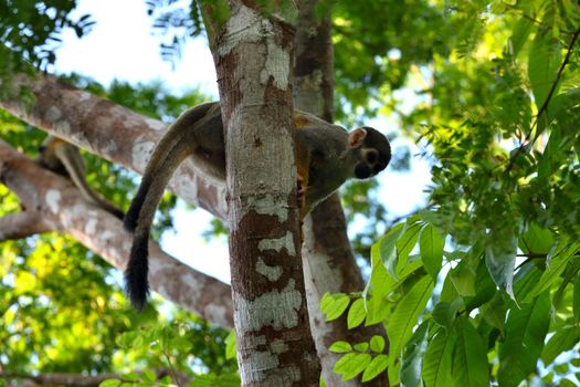 Squirrel monkey in the jungle on the banks of the Rio Ariau, Amazon, Brazil.