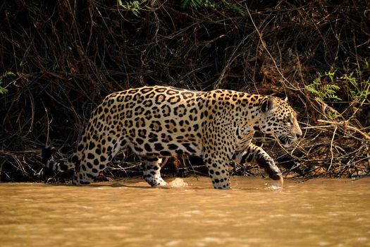 Jaguar female on Rio Cuiaba riverbank, Porto Jofre, Pantanal, Brazil.